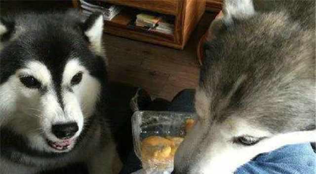 哈士奇主人吃瓜,宠物界的“瓜王”诞生