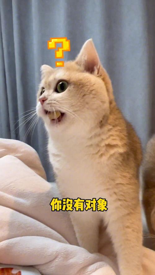 搞笑猫吃瓜,笑料百出！
