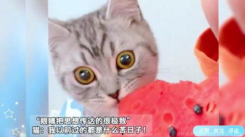 猫咪卖瓜吃瓜表情包,萌态可掬的猫咪日常