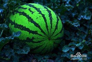 噗噗叽叽吃瓜,揭秘娱乐圈幕后故事