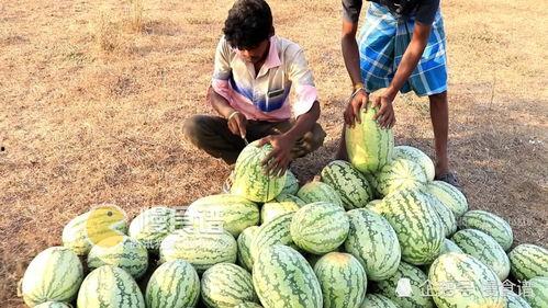 印度怎么吃瓜,揭秘印度独特的“吃瓜”文化