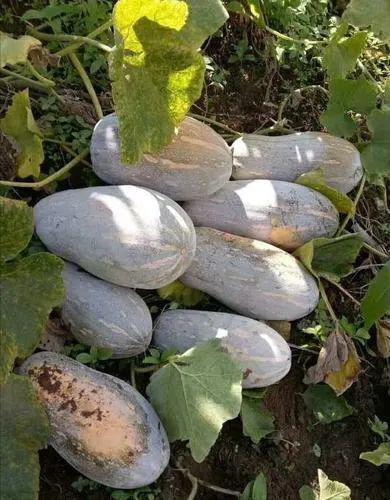 云南怒江小伙吃瓜,揭秘怒江特色“吃瓜”文化