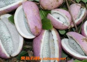 小女孩吃八月瓜视频,小女孩品尝八月瓜,甜蜜滋味传递童年回忆