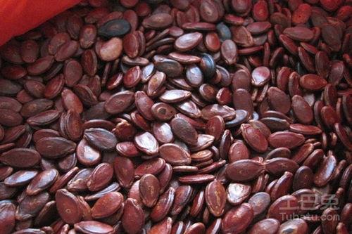 瓜子图片吃瓜图片,瓜子与吃瓜图鉴