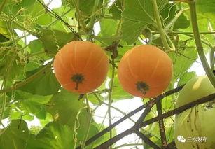 佛山学校吃瓜,揭秘校园里的那些“秘密”